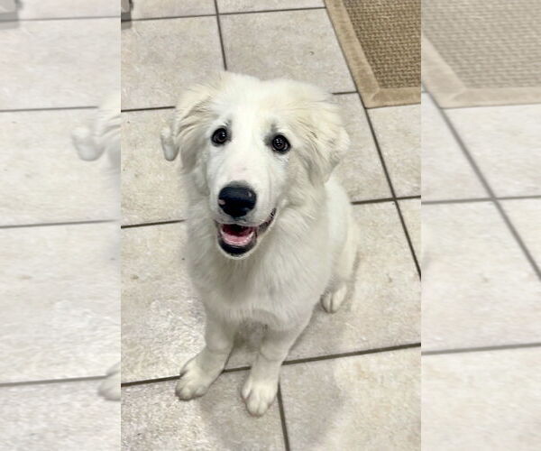 Medium Photo #2 Great Pyrenees Puppy For Sale in Spring, TX, USA