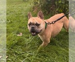 Small #2 French Bulldog Mix