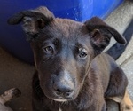 Puppy 4 German Shepherd Dog-Siberian Husky Mix