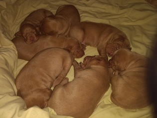 Vizsla Puppy for sale in RED LION, PA, USA