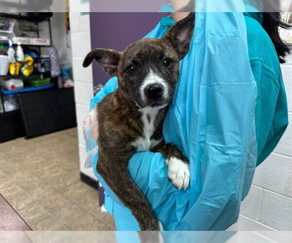 Medium Photo #1 Mutt Puppy For Sale in Raleigh, NC, USA