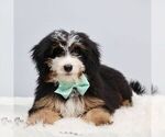 Small Bernedoodle (Miniature)