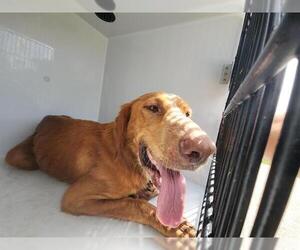 Golden Labrador Dogs for adoption in Houston, TX, USA