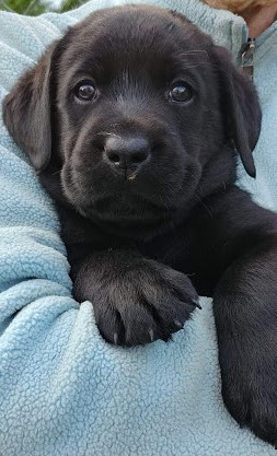 Medium Photo #4 Labrador Retriever Puppy For Sale in LACEY, WA, USA