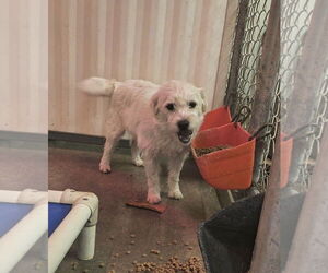 Mutt Dogs for adoption in Grafton, WI, USA