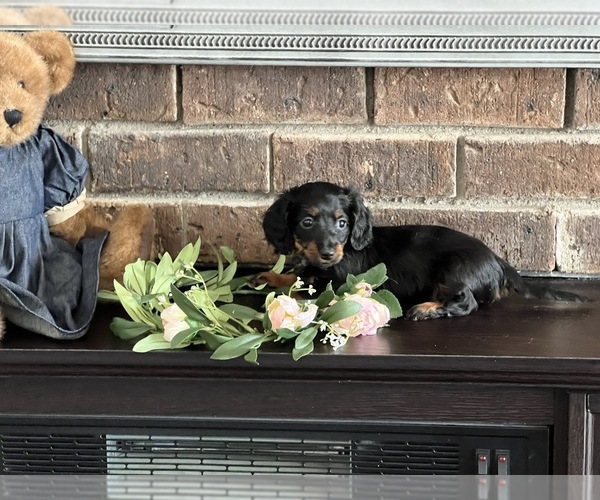 Medium Photo #1 Dachshund Puppy For Sale in NILES, MI, USA