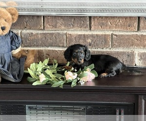 Dachshund Puppy for sale in NILES, MI, USA