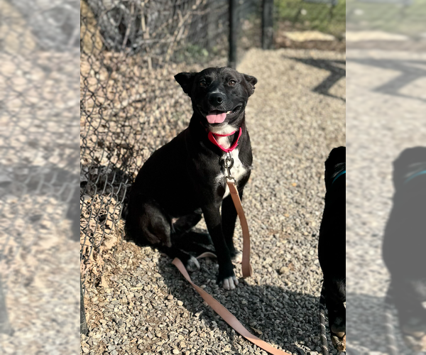 Medium Photo #2 Labrador Retriever-Unknown Mix Puppy For Sale in Elmsford, NY, USA