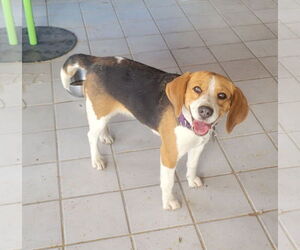 Beagle Dogs for adoption in Las Vegas, NV, USA