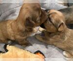 Small Photo #15 Shorkie Tzu Puppy For Sale in EDMOND, OK, USA