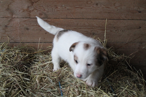 Medium Photo #1 Jack Russell Terrier-Unknown Mix Puppy For Sale in WOODWARD, PA, USA