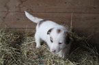 Puppy 2 Jack Russell Terrier-Unknown Mix