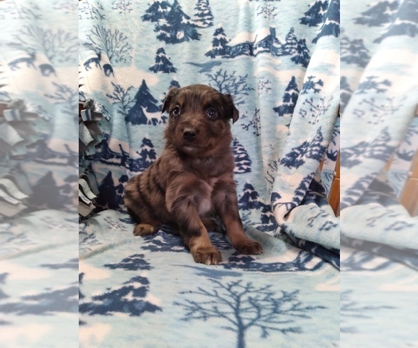 Medium Photo #1 Australian Shepherd Puppy For Sale in COEUR D ALENE, ID, USA