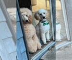 Small Photo #49 Poodle (Miniature) Puppy For Sale in EAST AMHERST, NY, USA