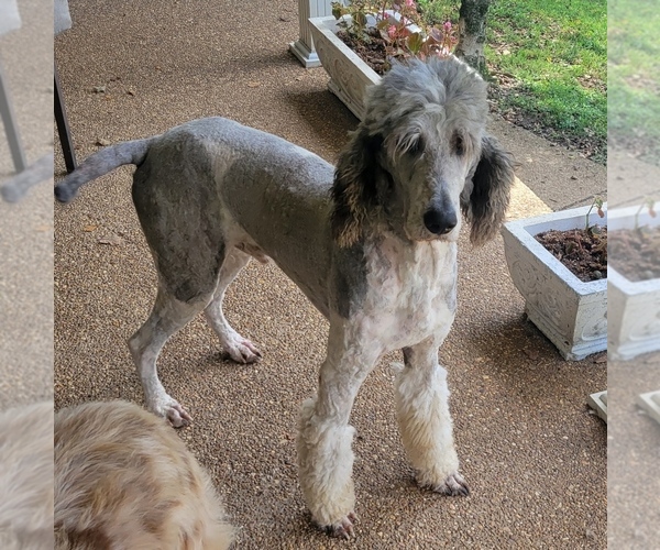 Medium Photo #1 Poodle (Standard) Puppy For Sale in DOWELLTOWN, TN, USA