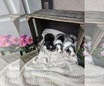 Small #2 Australian Shepherd
