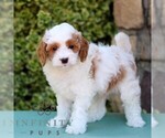 Small Cavapoo