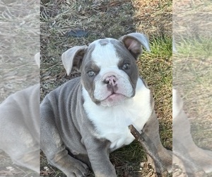 English Bulldog Puppy for sale in PITMAN, NJ, USA