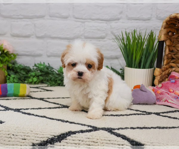 Medium Photo #3 Cavapoo (Miniature) Puppy For Sale in SYRACUSE, IN, USA