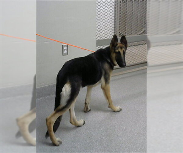 Medium Photo #1 German Shepherd Dog-Unknown Mix Puppy For Sale in Pasadena, TX, USA