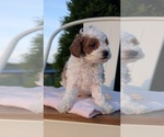 Small Photo #45 Poodle (Miniature) Puppy For Sale in GOSHEN, IN, USA