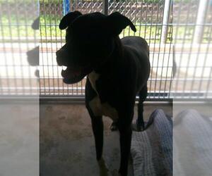 Labrador Retriever Dogs for adoption in Sanford, FL, USA