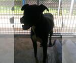 Small Labrador Retriever