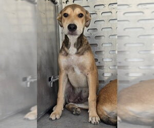 Siberian Husky-Unknown Mix Dogs for adoption in Conroe, TX, USA
