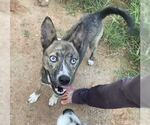 Letty - Female Shiba Inu-Siberian Husky Mix Dog for Adoption - Small photo