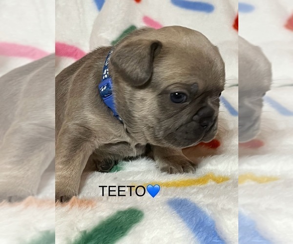 Medium Photo #1 French Bulldog Puppy For Sale in CAMERON, OK, USA