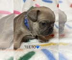 Puppy TEETO French Bulldog