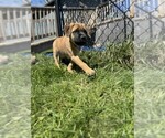 Puppy purple Mastiff