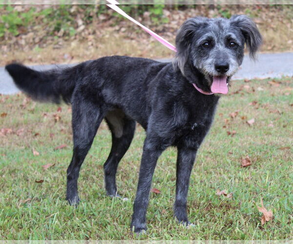 Medium Photo #1 Bearded Collie-Unknown Mix Puppy For Sale in Prattville, AL, USA