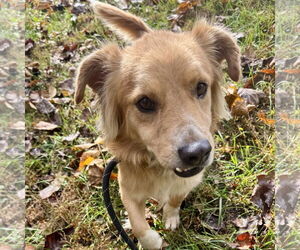 Mutt Dogs for adoption in Sparta, TN, USA