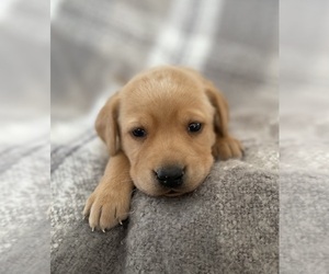 Labrador Retriever Puppy for sale in PAYNESVILLE, MN, USA
