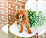 Small Photo #7 Poodle (Toy) Puppy For Sale in SYRACUSE, IN, USA