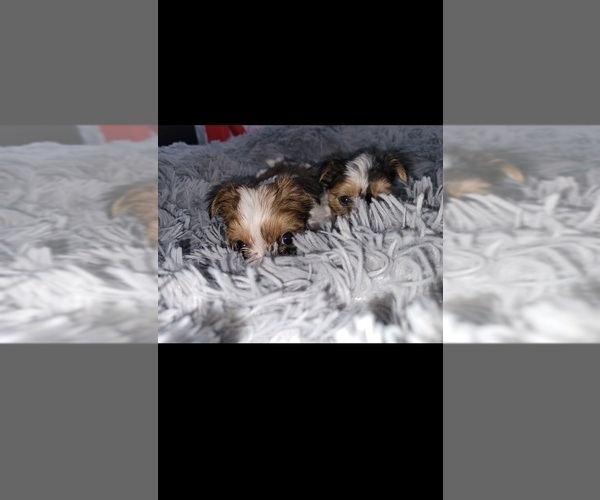 Medium Photo #6 Yorkshire Terrier Puppy For Sale in ELON, NC, USA