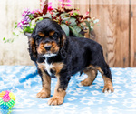 Small #13 Cocker Spaniel