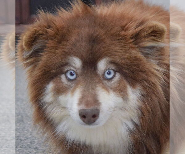 Medium Photo #6 Pomsky Puppy For Sale in Huntley, IL, USA