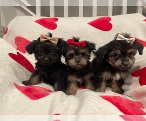 Morkie Puppy for sale in CORONA, CA, USA