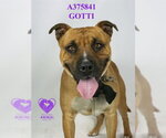 Small #1 American Bulldog Mix