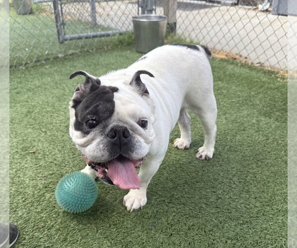 Medium Photo #1 Bulldog-Unknown Mix Puppy For Sale in Brewster, NY, USA