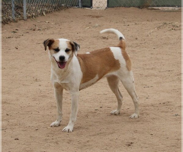 Medium Photo #8 Mutt Puppy For Sale in Apple Valley, CA, USA