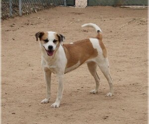 Penny- - Female Mutt Dog for Adoption - Photo #8