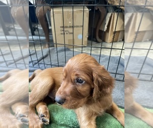 Irish Setter Puppy for sale in SALISBURY, NC, USA