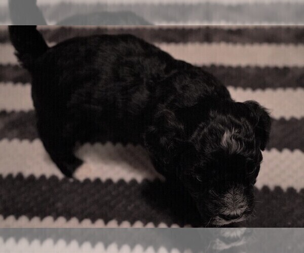 Medium Photo #2 Zuchon Puppy For Sale in MECHANICSVILLE, VA, USA