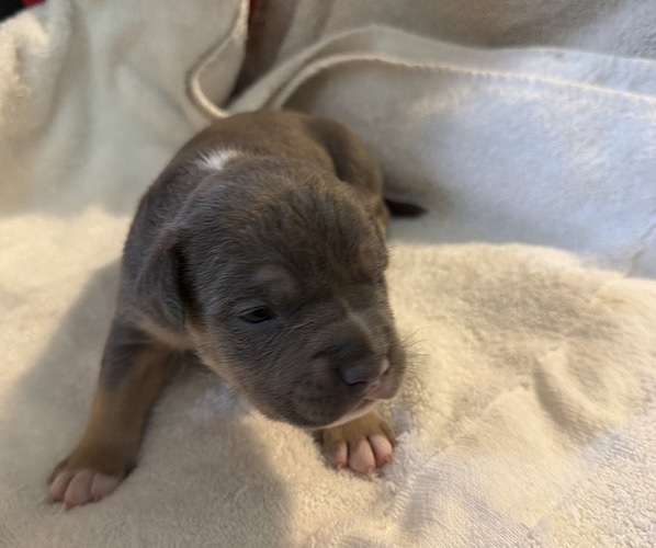 Medium Photo #3 American Bully Puppy For Sale in MANHATTAN, IL, USA