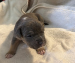 Small #2 American Bully