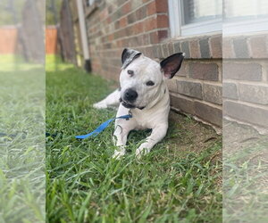 Oreo - Female Mutt Dog for Adoption - Photo #7