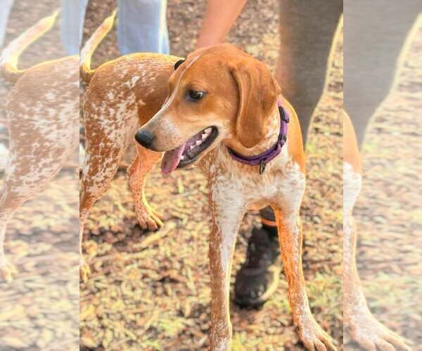 Medium Photo #3 Mutt Puppy For Sale in Rustburg, VA, USA